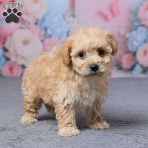 Tulip, Bich-Poo Puppy